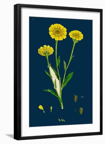 Poa Pratensis, Var. Subcaerulea; Smooth Meadow-Grass, Var. Y-null-Framed Giclee Print