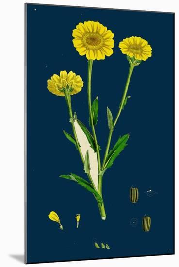 Poa Pratensis, Var. Subcaerulea; Smooth Meadow-Grass, Var. Y-null-Mounted Giclee Print