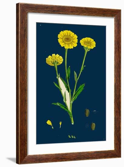 Poa Pratensis, Var. Subcaerulea; Smooth Meadow-Grass, Var. Y-null-Framed Giclee Print