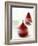 Poached Pears in Red Wine-Debi Treloar-Framed Photographic Print