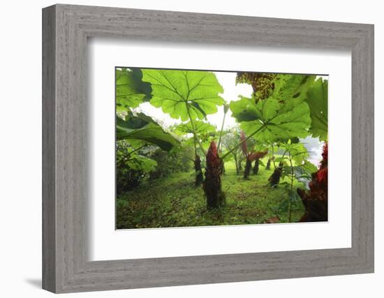 Poas Volcano National Park.-Stefano Amantini-Framed Photographic Print