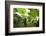 Poas Volcano National Park.-Stefano Amantini-Framed Photographic Print