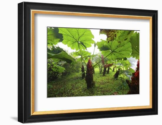 Poas Volcano National Park.-Stefano Amantini-Framed Photographic Print