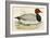 Pochard-Beverley R. Morris-Framed Giclee Print