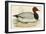 Pochard-Beverley R. Morris-Framed Giclee Print