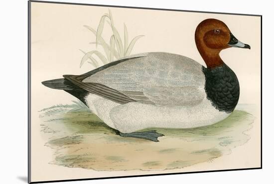 Pochard-Beverley R. Morris-Mounted Giclee Print