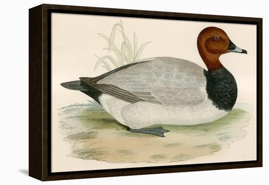 Pochard-Beverley R. Morris-Framed Premier Image Canvas