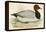 Pochard-Beverley R. Morris-Framed Premier Image Canvas