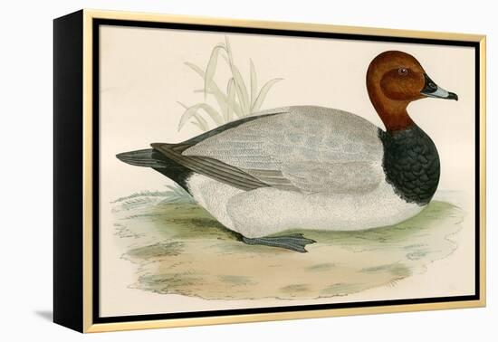 Pochard-Beverley R. Morris-Framed Premier Image Canvas