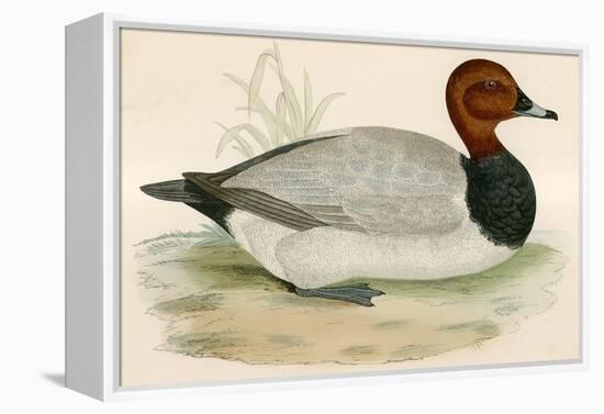 Pochard-Beverley R. Morris-Framed Premier Image Canvas