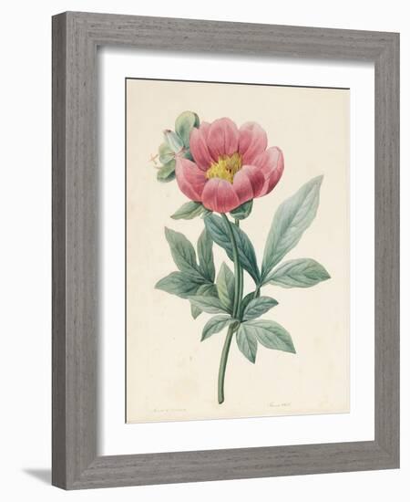 Poconia Mascula, Herbacious, 1826-Louise D'Orleans-Framed Giclee Print