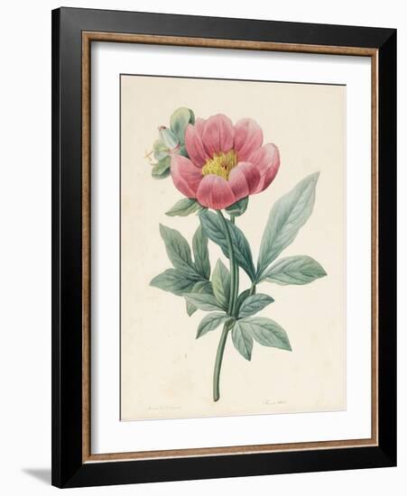 Poconia Mascula, Herbacious, 1826-Louise D'Orleans-Framed Giclee Print