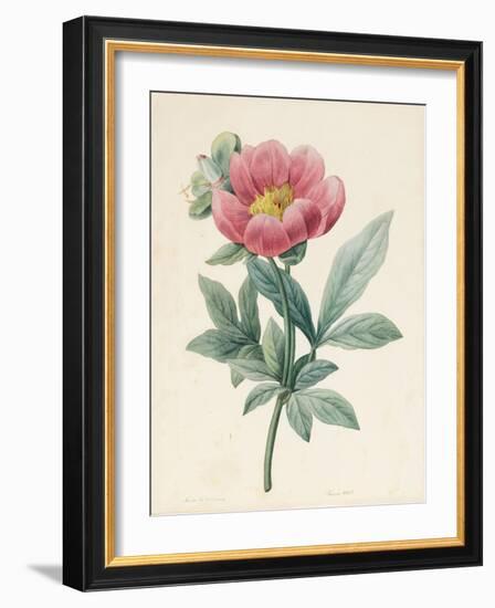 Poconia Mascula, Herbacious, 1826-Louise D'Orleans-Framed Giclee Print