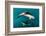 Pod of Dusky Dolphins Off of Kaikoura, New Zealand-James White-Framed Photographic Print