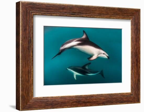 Pod of Dusky Dolphins Off of Kaikoura, New Zealand-James White-Framed Photographic Print