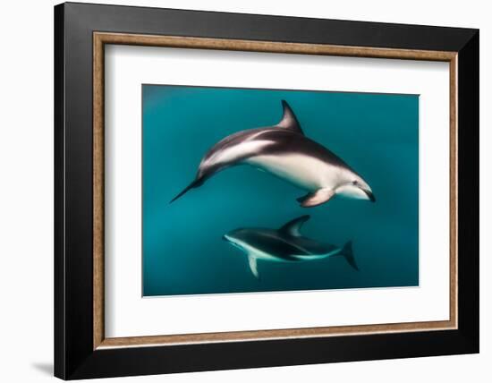 Pod of Dusky Dolphins Off of Kaikoura, New Zealand-James White-Framed Photographic Print