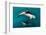 Pod of Dusky Dolphins Off of Kaikoura, New Zealand-James White-Framed Photographic Print