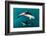 Pod of Dusky Dolphins Off of Kaikoura, New Zealand-James White-Framed Photographic Print