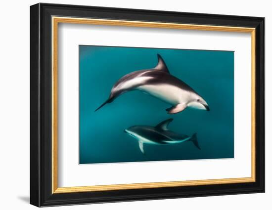 Pod of Dusky Dolphins Off of Kaikoura, New Zealand-James White-Framed Photographic Print