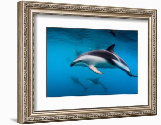 Pod of Dusky Dolphins Off of Kaikoura, New Zealand-James White-Framed Photographic Print