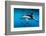 Pod of Dusky Dolphins Off of Kaikoura, New Zealand-James White-Framed Photographic Print