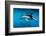 Pod of Dusky Dolphins Off of Kaikoura, New Zealand-James White-Framed Photographic Print