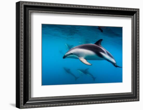 Pod of Dusky Dolphins Off of Kaikoura, New Zealand-James White-Framed Photographic Print