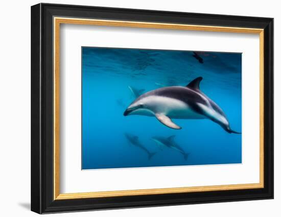 Pod of Dusky Dolphins Off of Kaikoura, New Zealand-James White-Framed Photographic Print