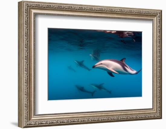 Pod of Dusky Dolphins Off of Kaikoura, New Zealand-James White-Framed Photographic Print