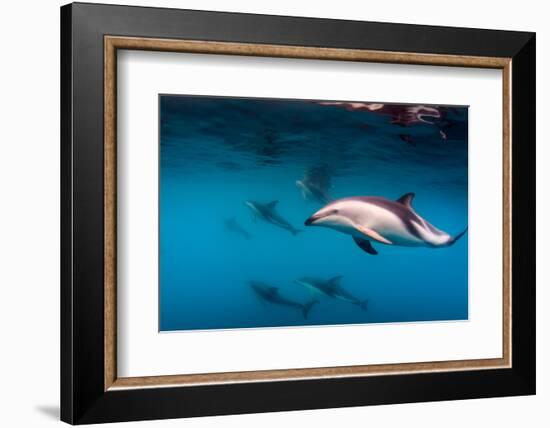 Pod of Dusky Dolphins Off of Kaikoura, New Zealand-James White-Framed Photographic Print