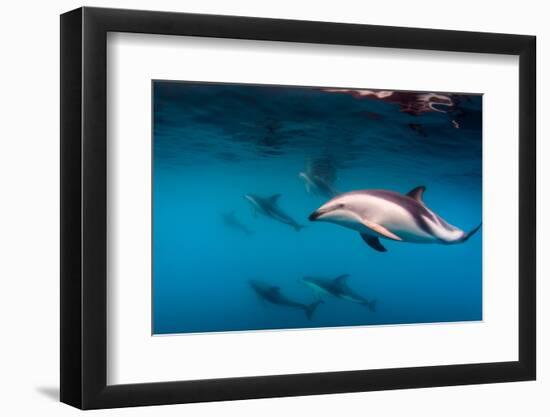 Pod of Dusky Dolphins Off of Kaikoura, New Zealand-James White-Framed Photographic Print