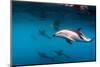 Pod of Dusky Dolphins Off of Kaikoura, New Zealand-James White-Mounted Photographic Print