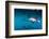 Pod of Dusky Dolphins Off of Kaikoura, New Zealand-James White-Framed Photographic Print