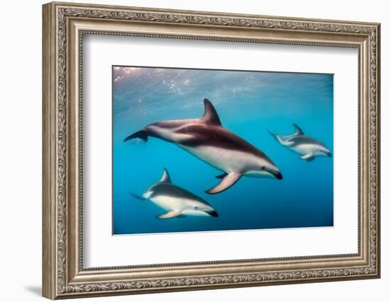 Pod of Dusky Dolphins Off of Kaikoura, New Zealand-James White-Framed Photographic Print