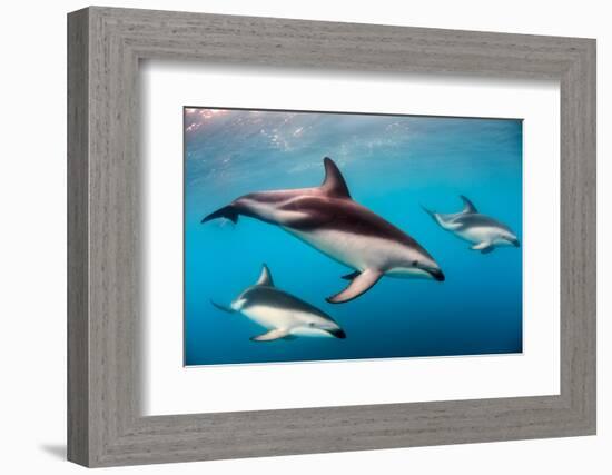 Pod of Dusky Dolphins Off of Kaikoura, New Zealand-James White-Framed Photographic Print