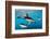 Pod of Dusky Dolphins Off of Kaikoura, New Zealand-James White-Framed Photographic Print