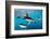 Pod of Dusky Dolphins Off of Kaikoura, New Zealand-James White-Framed Photographic Print