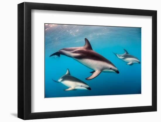 Pod of Dusky Dolphins Off of Kaikoura, New Zealand-James White-Framed Photographic Print