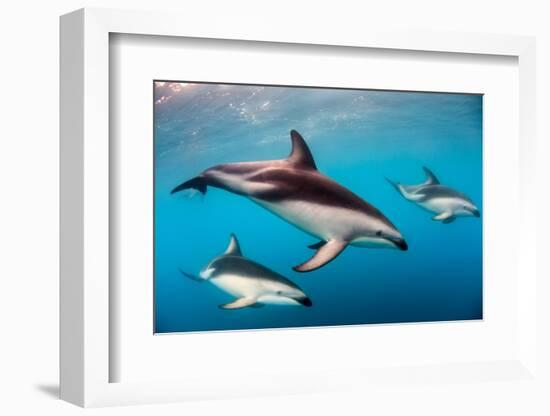 Pod of Dusky Dolphins Off of Kaikoura, New Zealand-James White-Framed Photographic Print