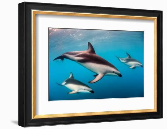 Pod of Dusky Dolphins Off of Kaikoura, New Zealand-James White-Framed Photographic Print