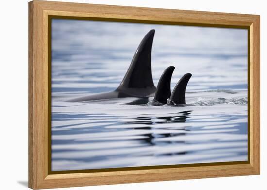 Pod of Orca Whales in Stephens Passage-Paul Souders-Framed Premier Image Canvas