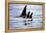 Pod of Orca Whales in Stephens Passage-Paul Souders-Framed Premier Image Canvas