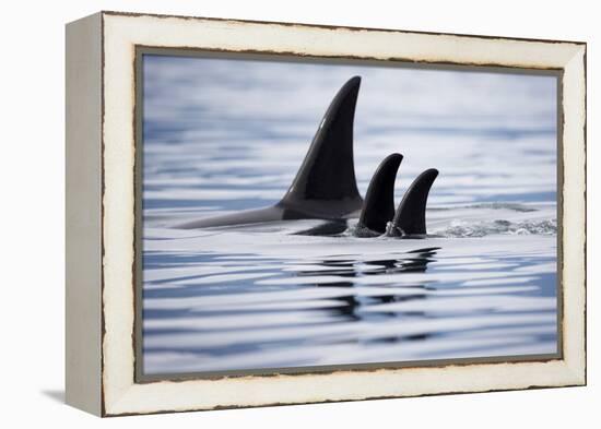 Pod of Orca Whales in Stephens Passage-Paul Souders-Framed Premier Image Canvas