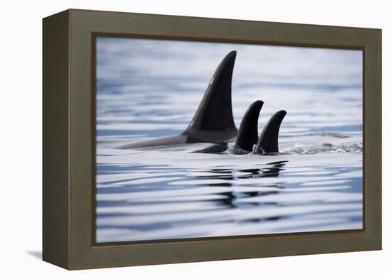 Pod of Orca Whales in Stephens Passage-Paul Souders-Framed Premier Image Canvas