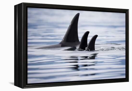 Pod of Orca Whales in Stephens Passage-Paul Souders-Framed Premier Image Canvas