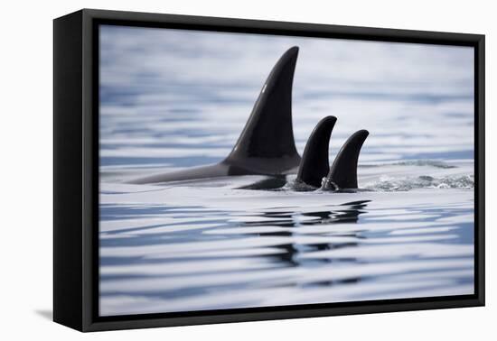 Pod of Orca Whales in Stephens Passage-Paul Souders-Framed Premier Image Canvas