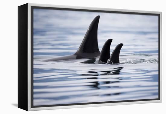 Pod of Orca Whales in Stephens Passage-Paul Souders-Framed Premier Image Canvas