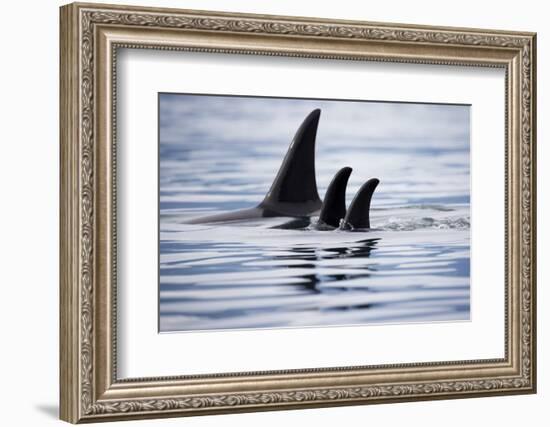 Pod of Orca Whales in Stephens Passage-Paul Souders-Framed Photographic Print