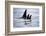 Pod of Orca Whales in Stephens Passage-Paul Souders-Framed Photographic Print