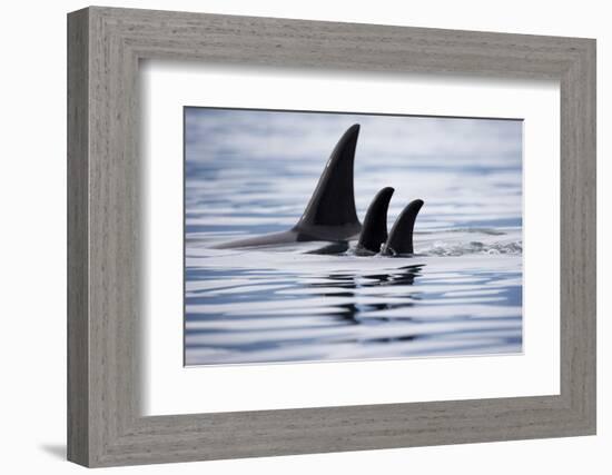 Pod of Orca Whales in Stephens Passage-Paul Souders-Framed Photographic Print